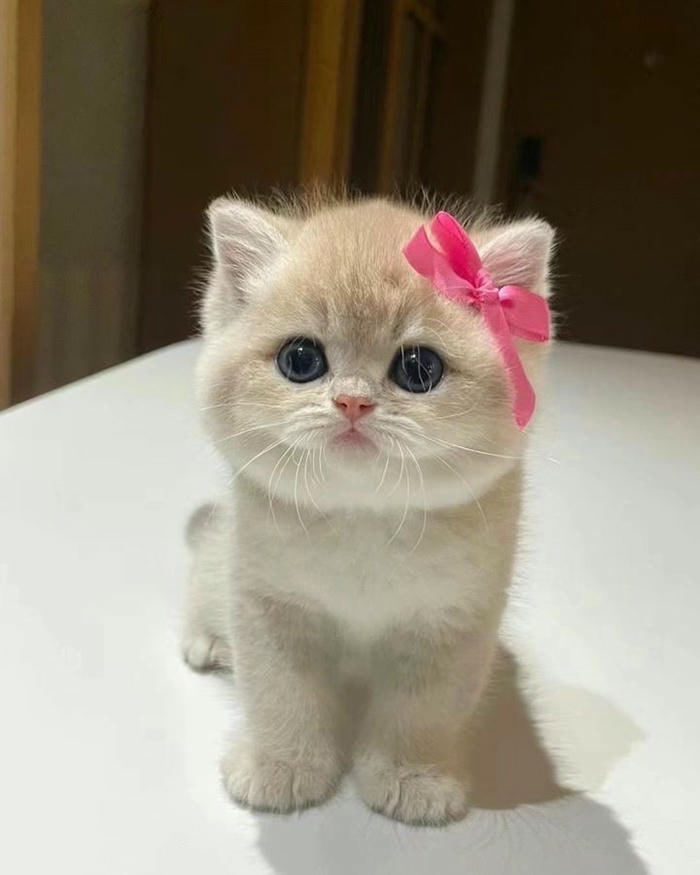 ảnh con mèo cực cute