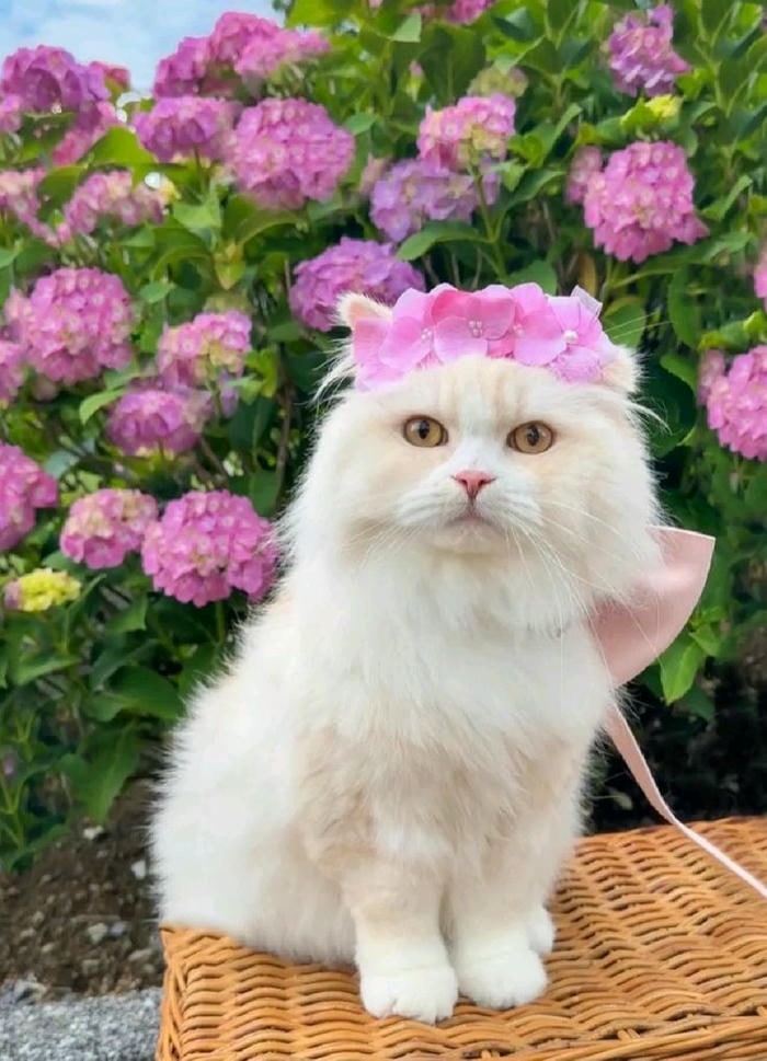 ảnh con mèo cực dễ thương
