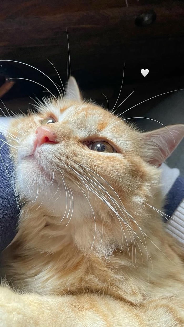 ảnh con mèo cute 4k