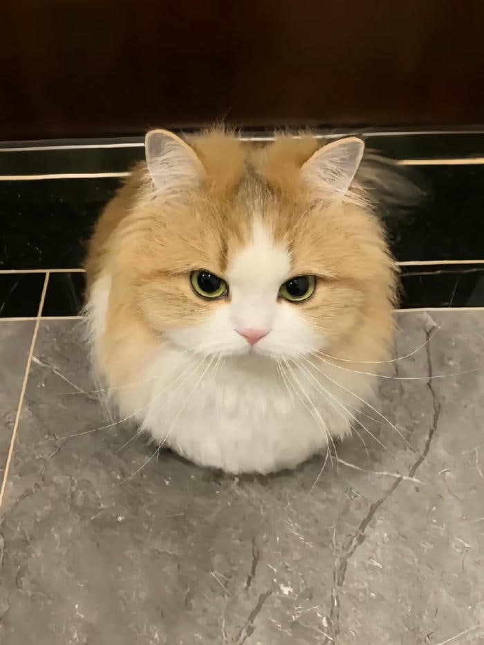 ảnh con mèo cute full hd