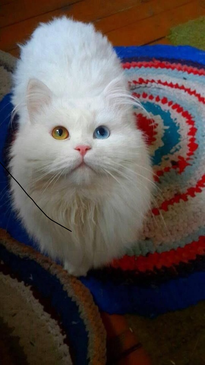 ảnh con mèo cute hd