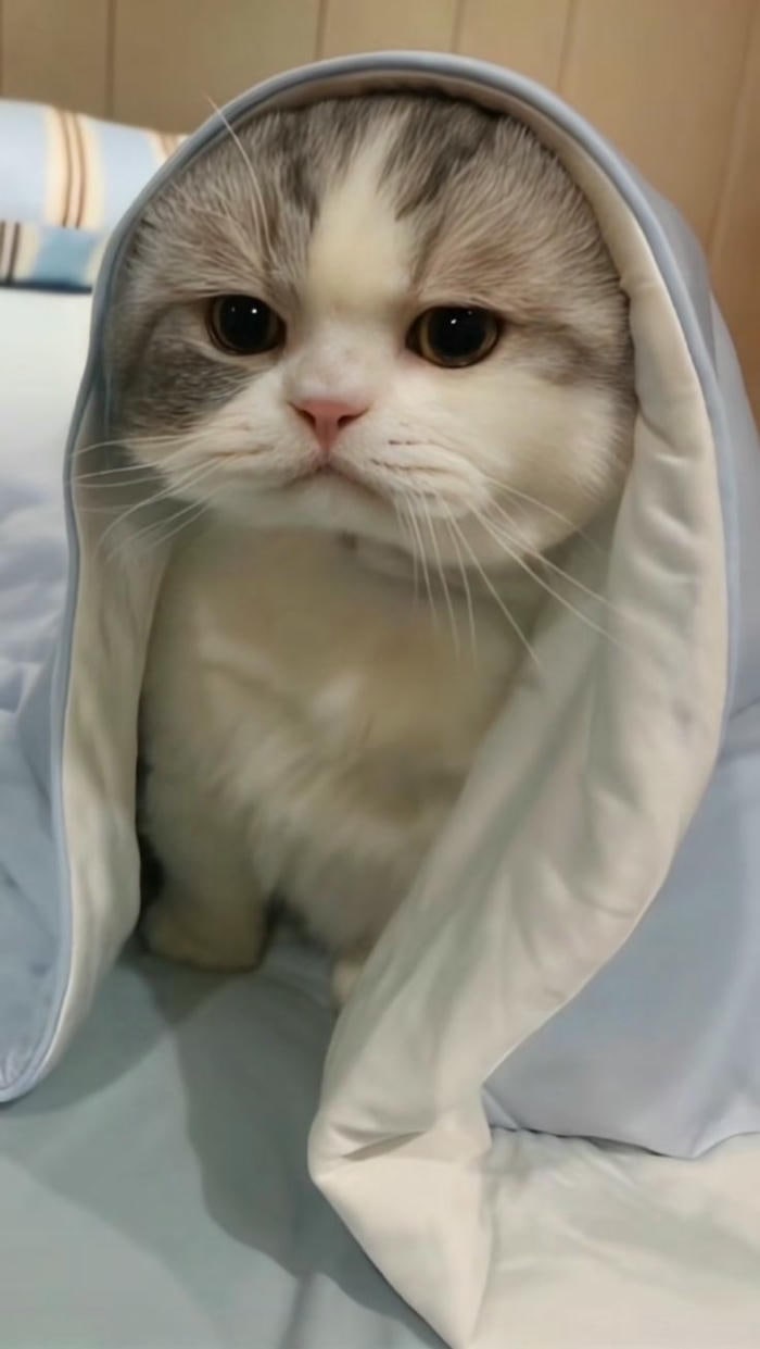 ảnh con mèo cute nhất