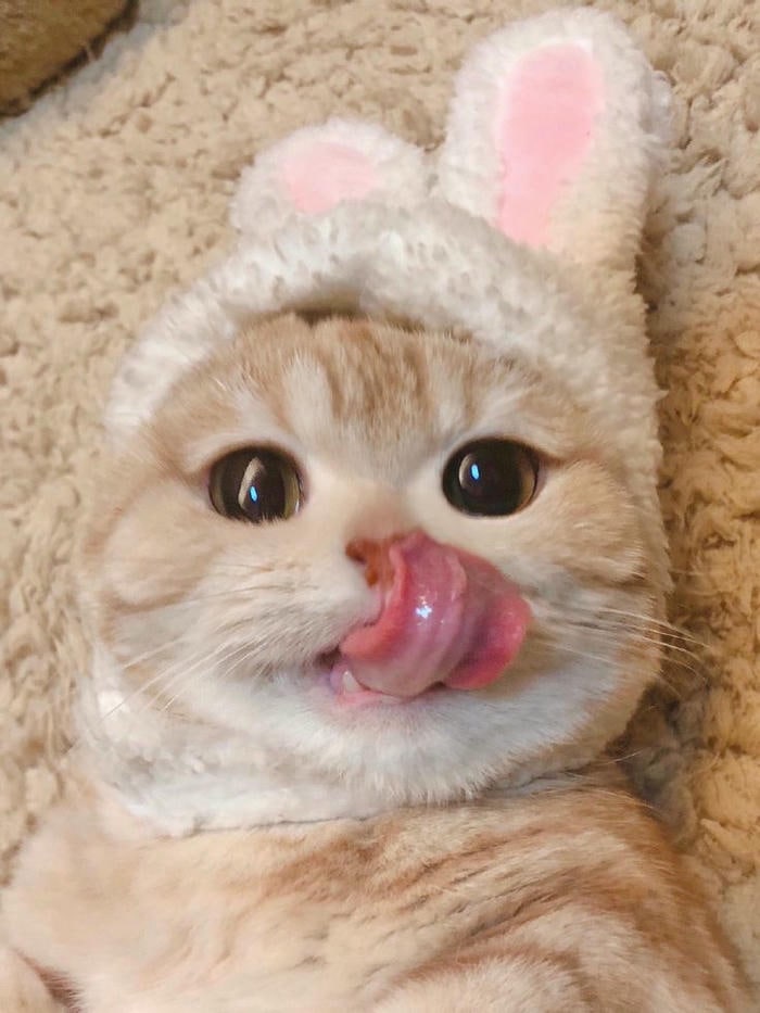 ảnh con mèo cute