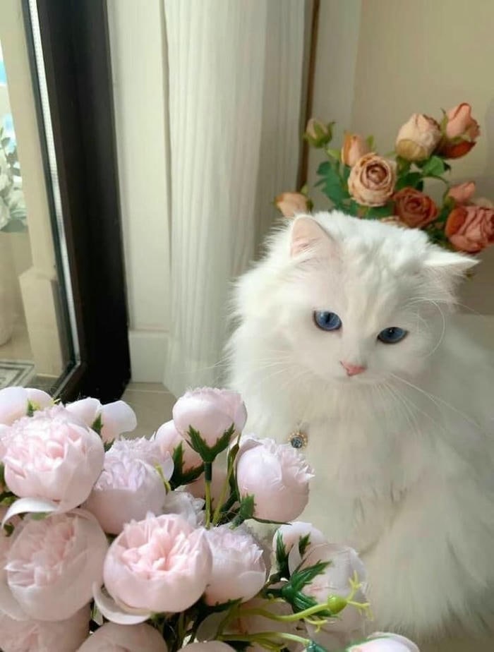 ảnh con mèo đẹp hd