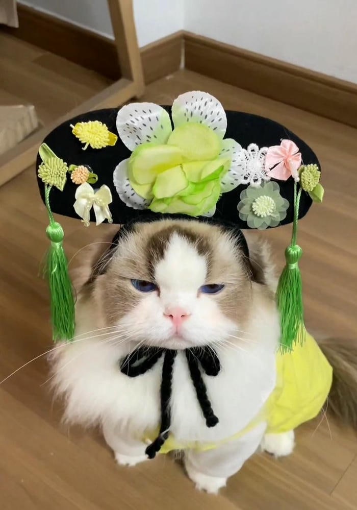 ảnh con mèo xinh 4k