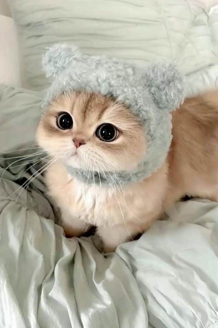ảnh con mèo
