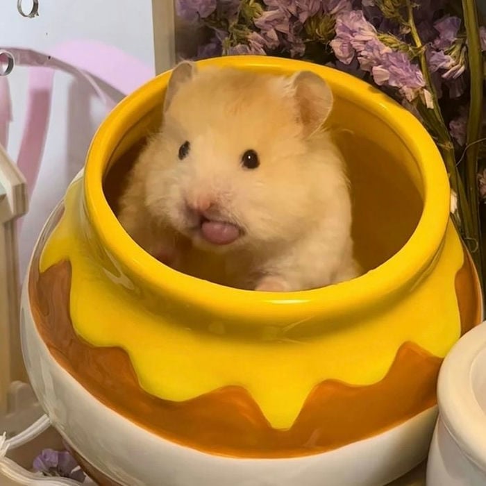ảnh con vật vô tri chuột