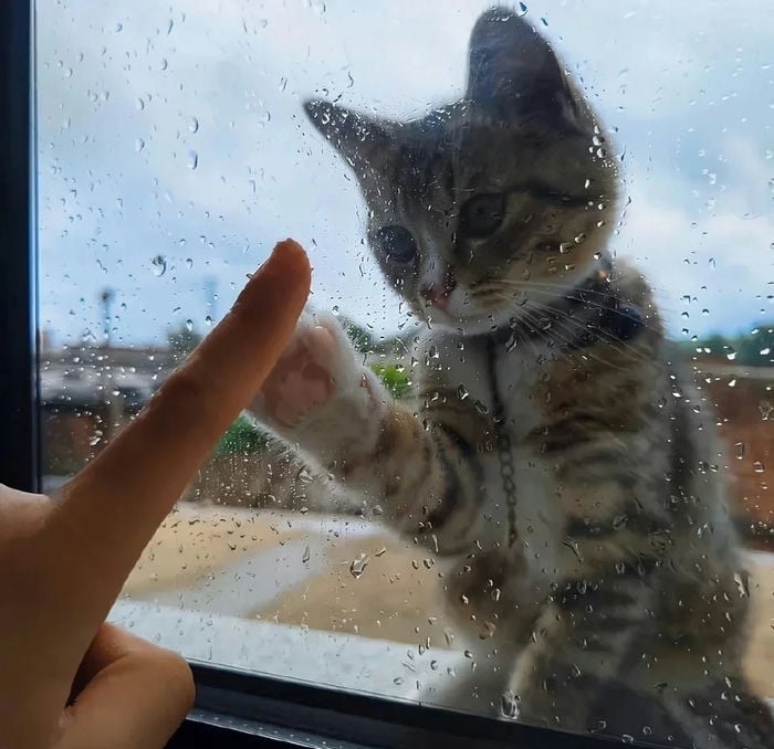 ảnh con vật vô tri dễ thương
