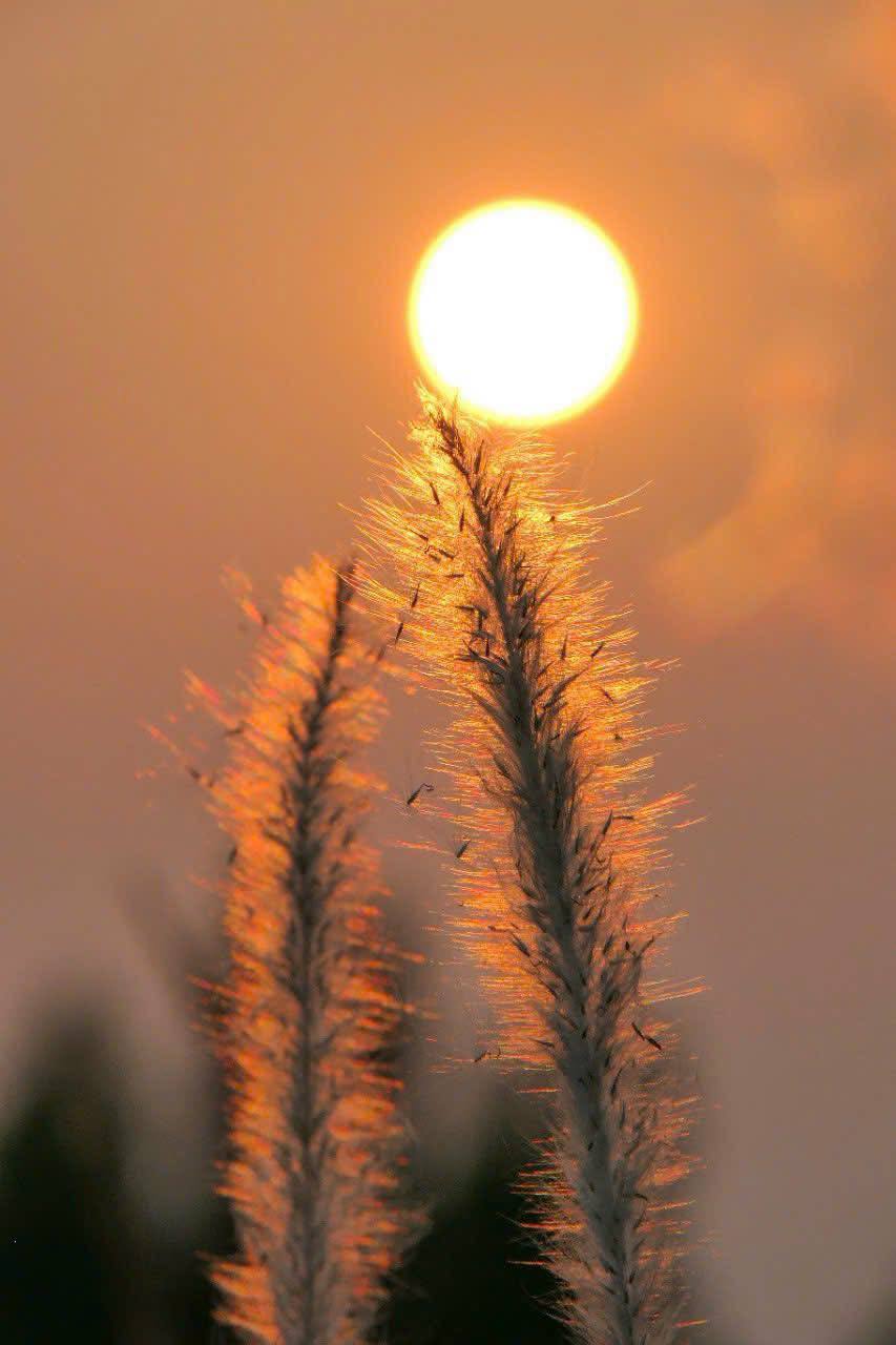 ảnh thiên nhiên hd