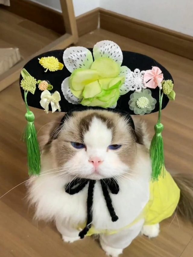 ảnh con mèo xinh 4k