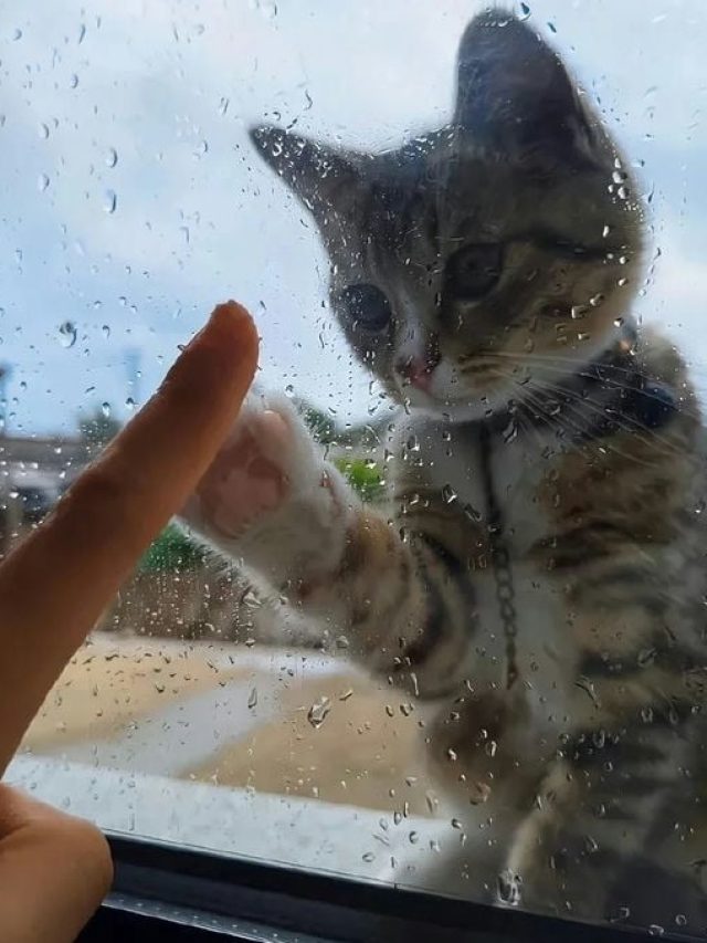 ảnh con vật vô tri dễ thương