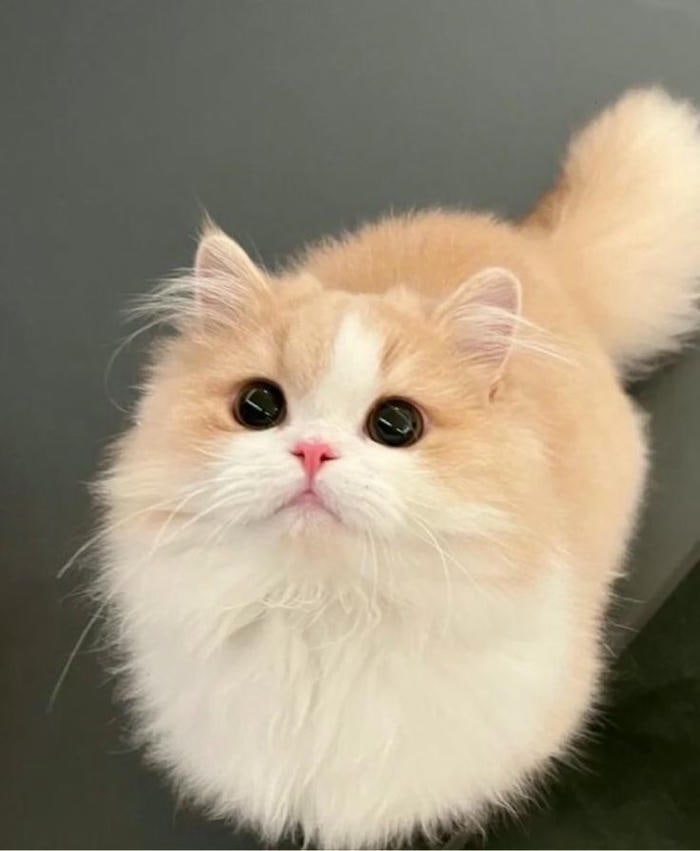 hình ảnh con mèo cute