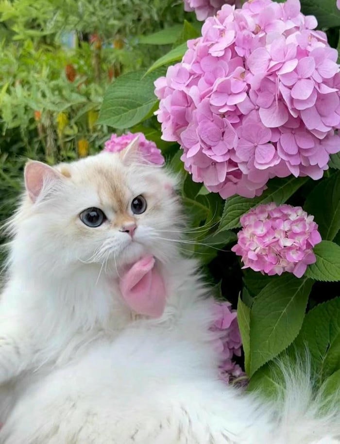hình ảnh con mèo dễ thương