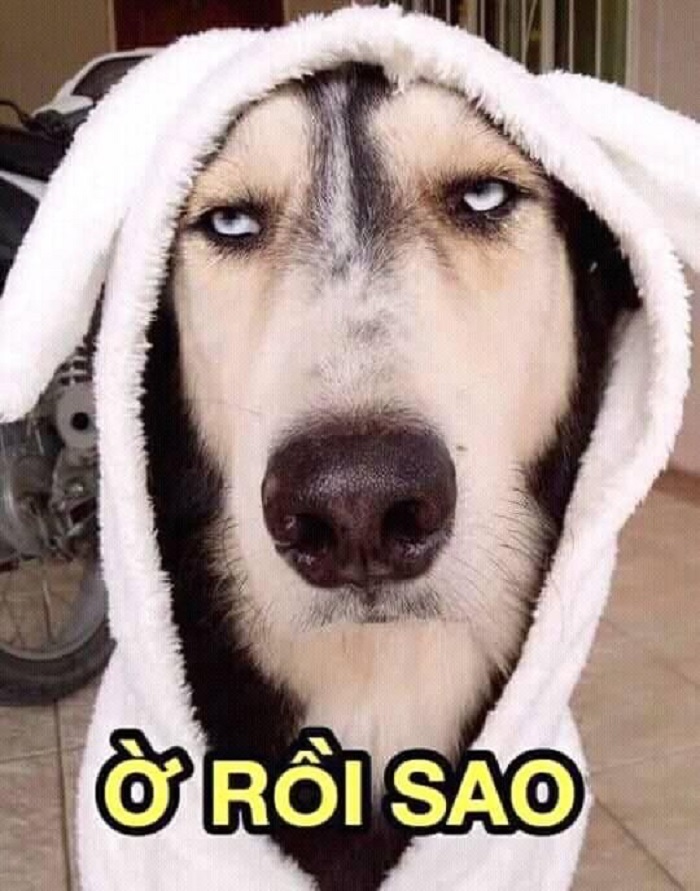 ảnh meme chê hài 