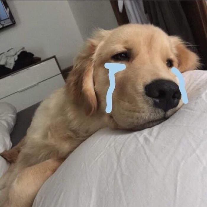 ảnh meme crying chó