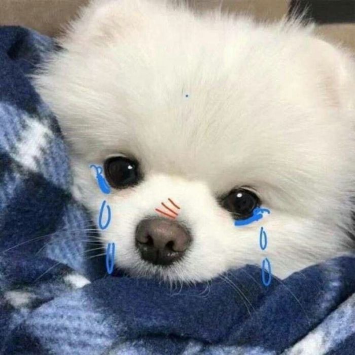 ảnh meme crying cún