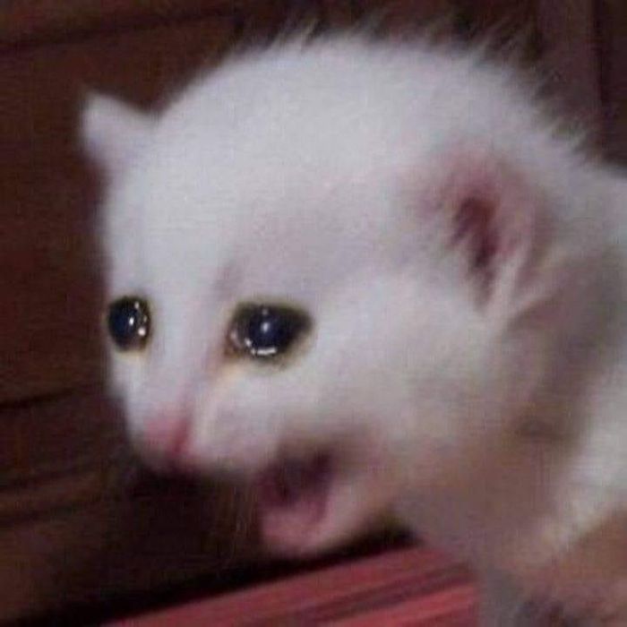 ảnh meme crying mèo