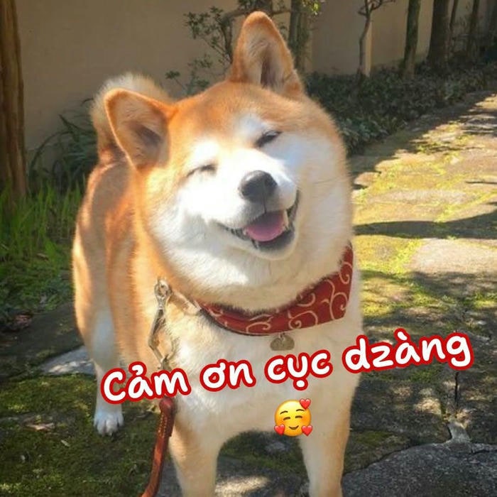 ảnh meme dog chế bựa
