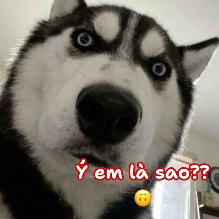 ảnh meme dog chế hài