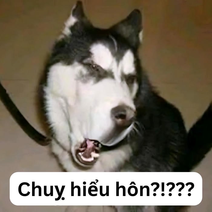 ảnh meme dog chế nhây