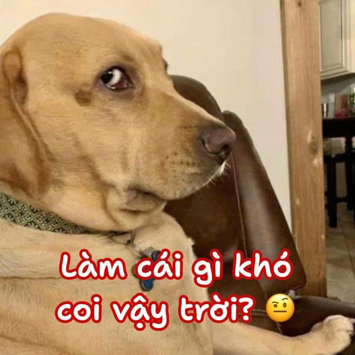 ảnh meme dog chế