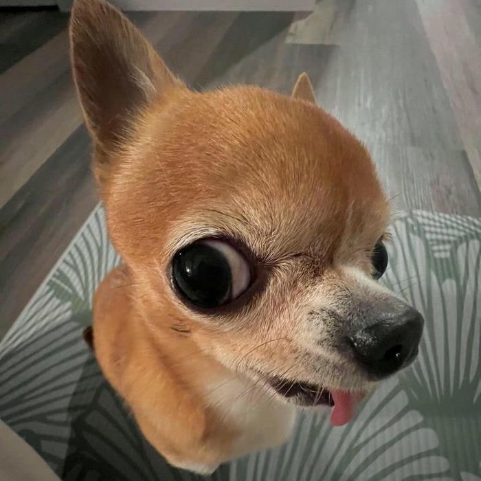 ảnh meme dog cực hài