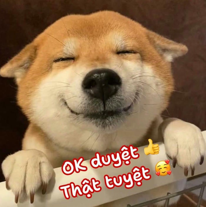 ảnh meme dog hài bựa