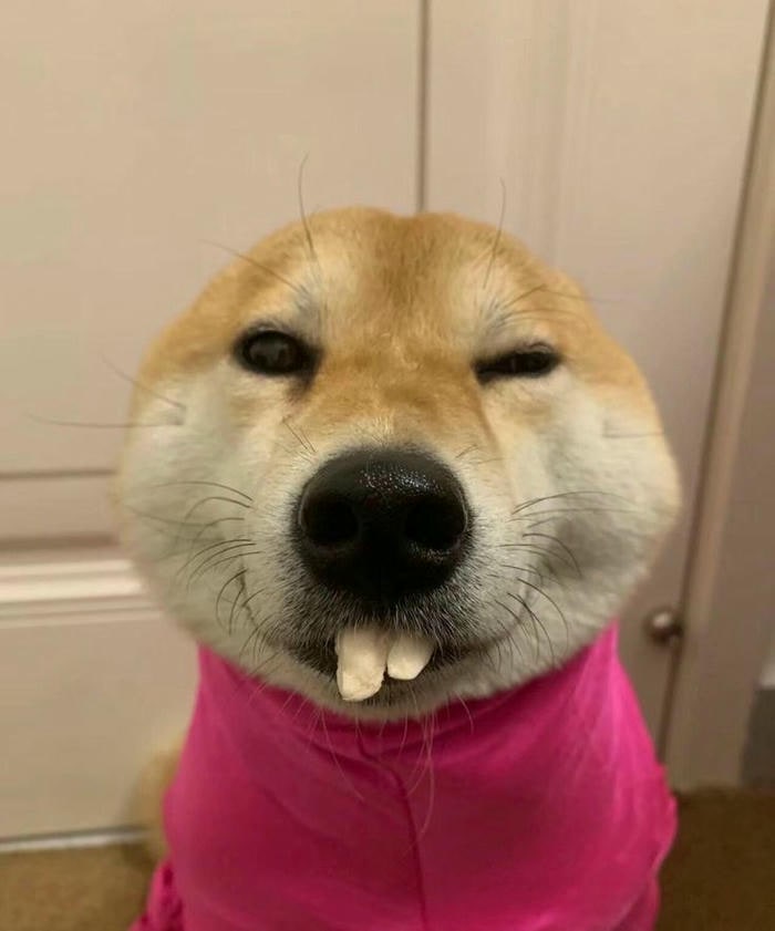 ảnh meme dog hài nhất