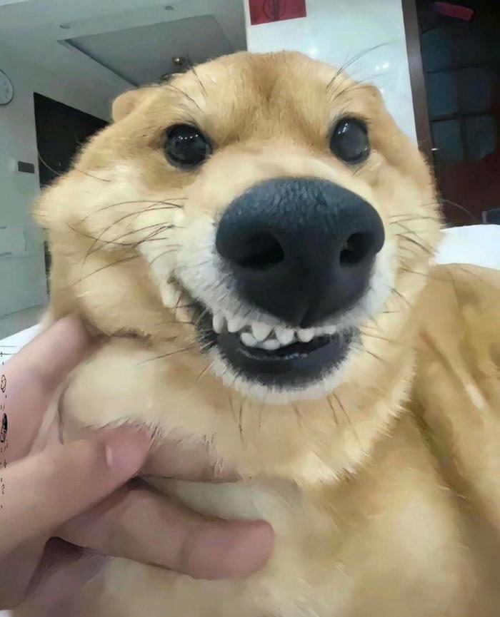 ảnh meme dog hài