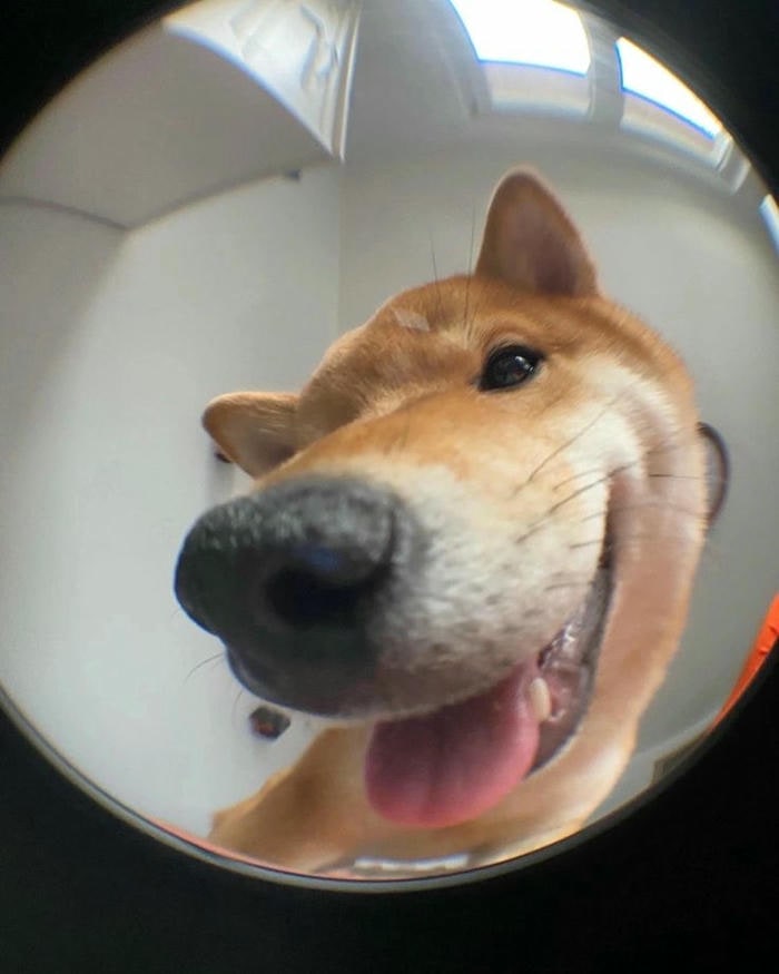 ảnh meme dog