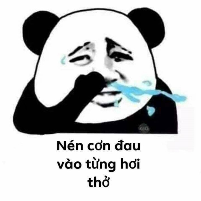 ảnh meme gấu trúc hài