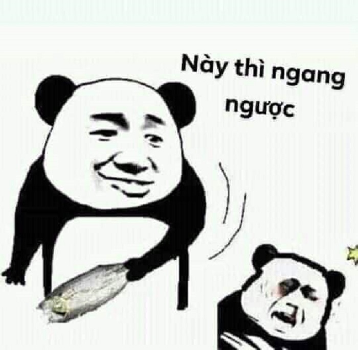 ảnh meme gấu trúc