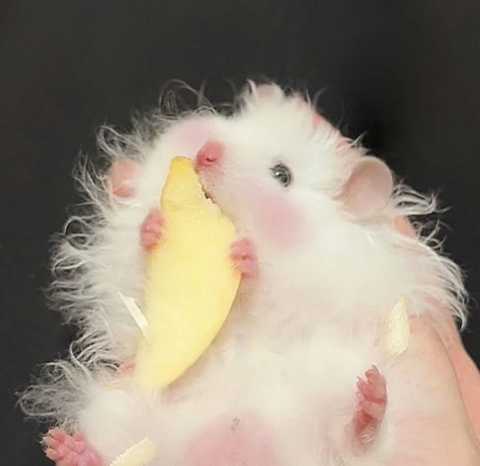 ảnh meme hamster cực cute