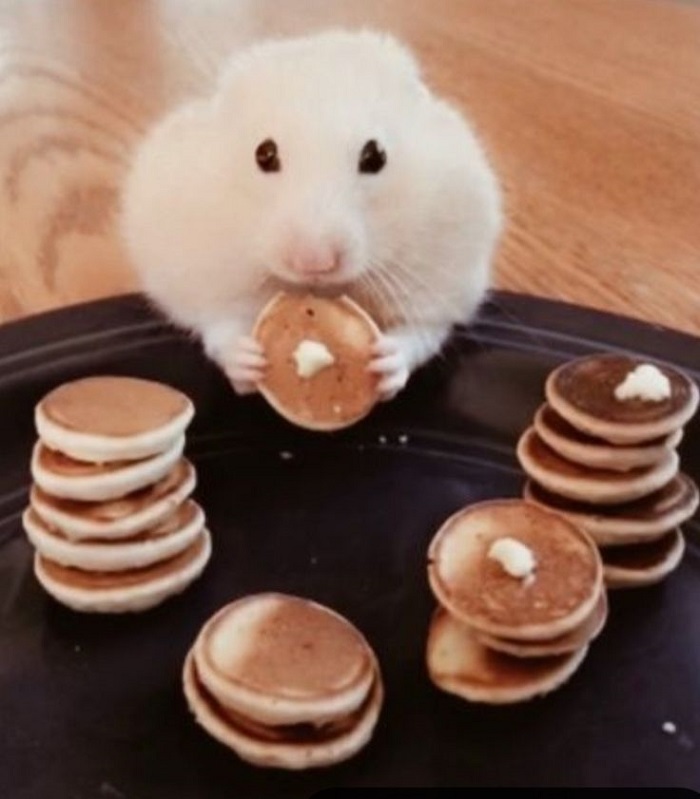 ảnh meme hamster cực dễ thương