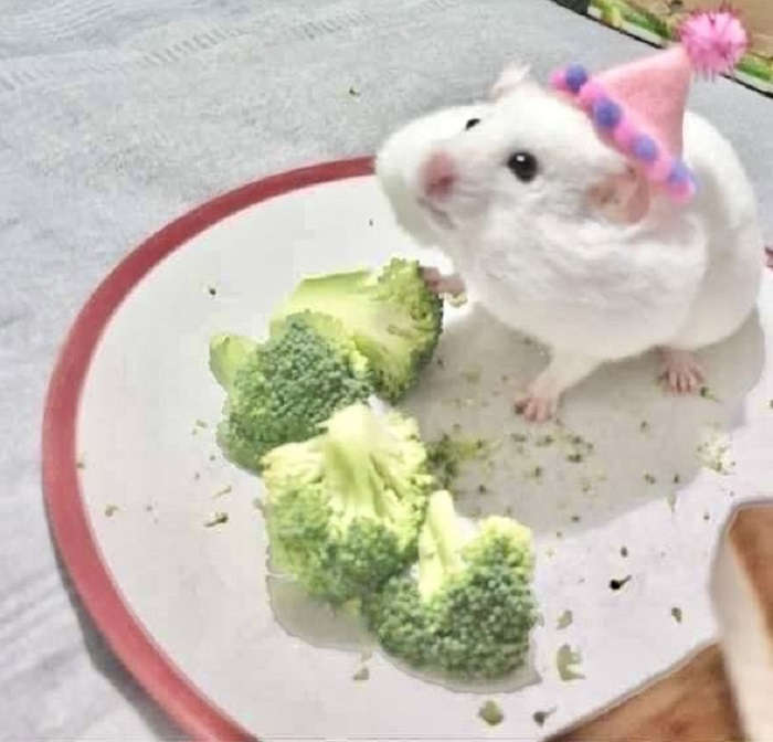 ảnh meme hamster siêu cute