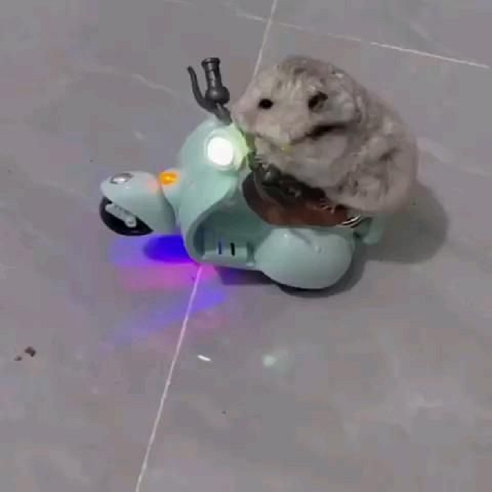 ảnh meme hamster siêu dễ thương