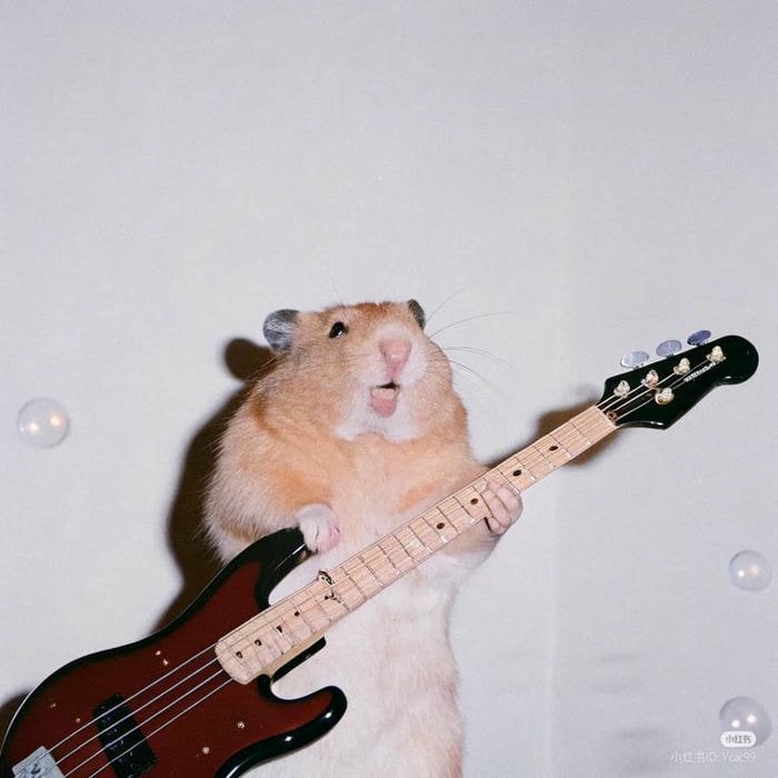 ảnh meme hamster