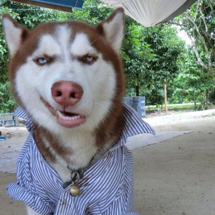 ảnh meme khinh bỉ hài chó