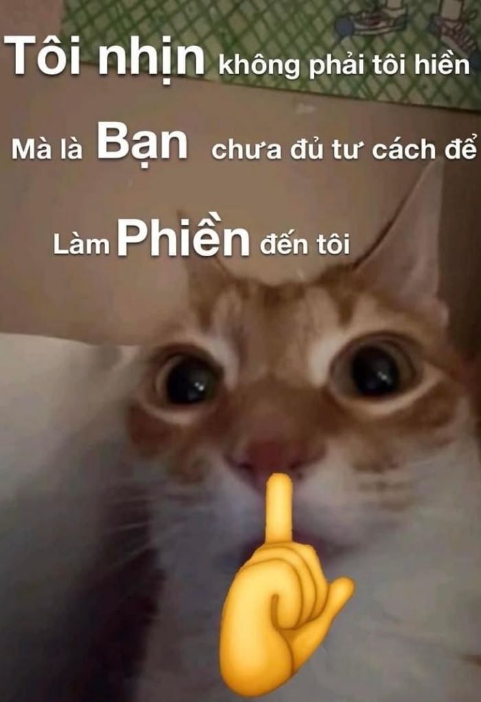 ảnh meme khinh bỉ hài kinh