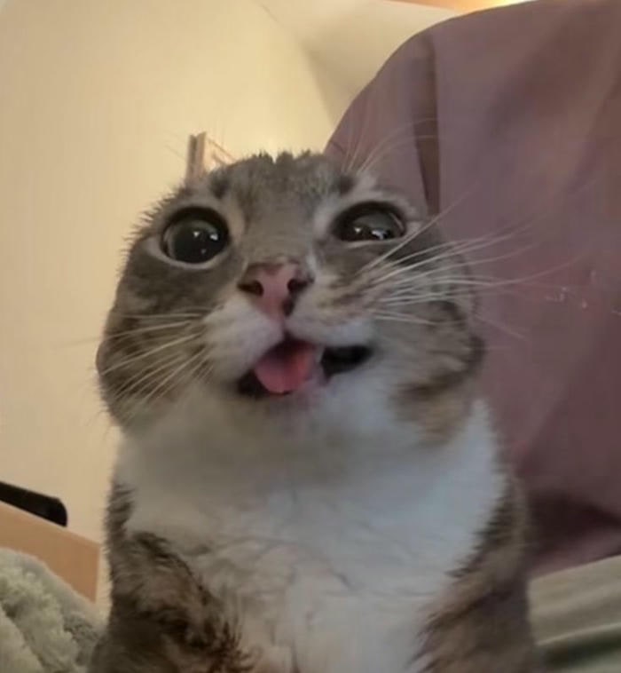 ảnh meme mèo bựa cực cute