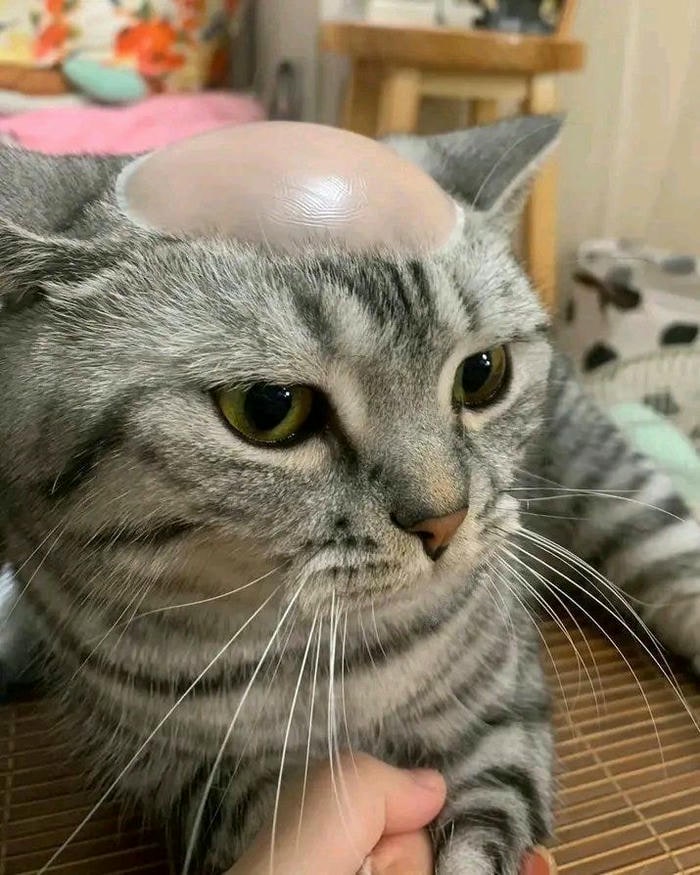 ảnh meme mèo bựa cực hài