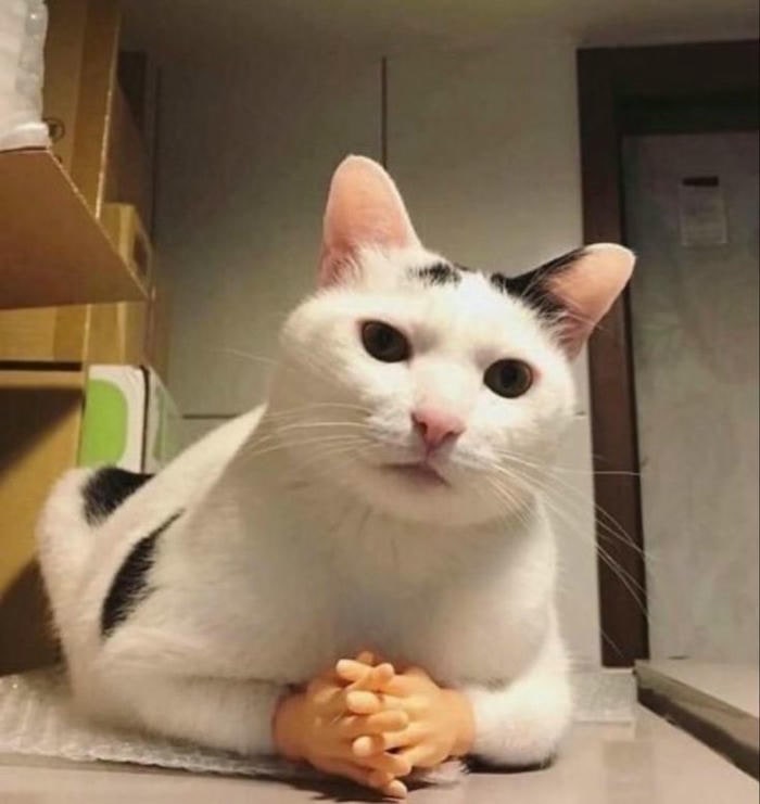 ảnh meme mèo bựa cute nhất