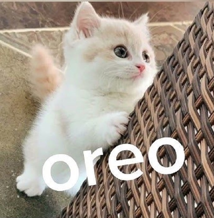 ảnh meme mèo bựa cute