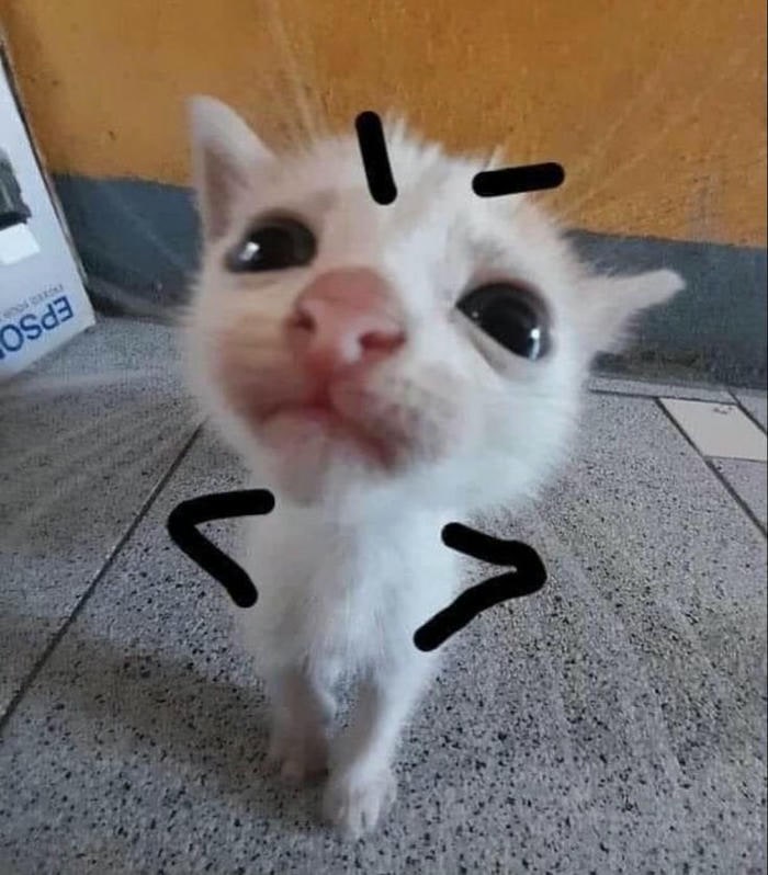 ảnh meme mèo bựa hài cute