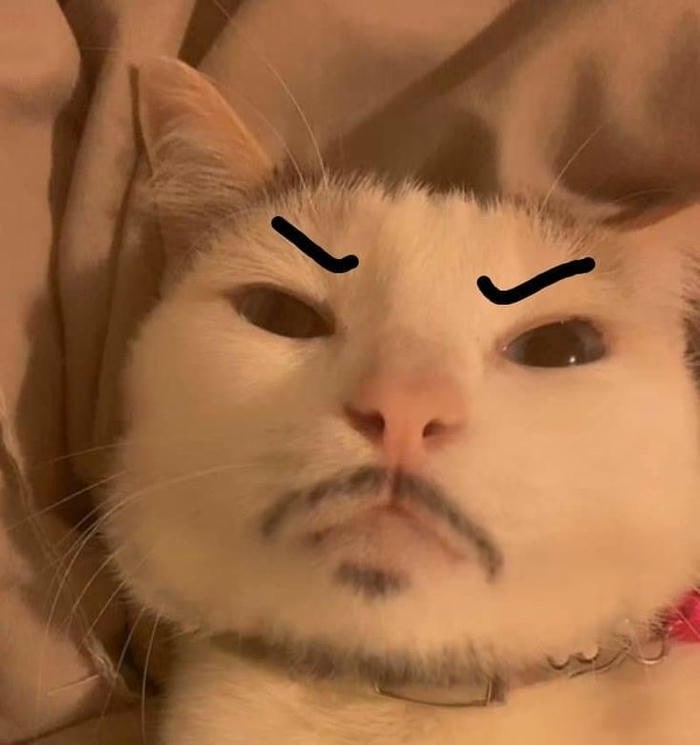 ảnh meme mèo bựa hài