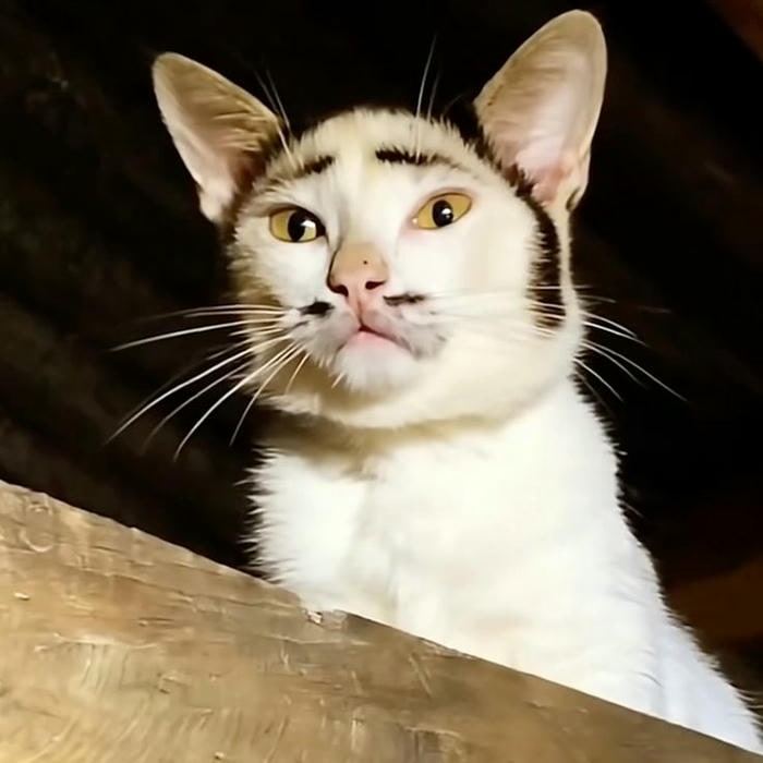 ảnh meme mèo bựa siêu cute