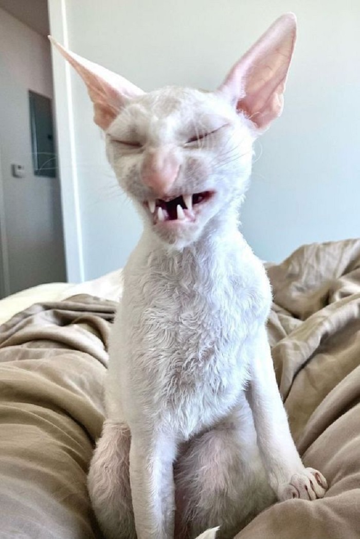 ảnh meme mèo cười cực cute