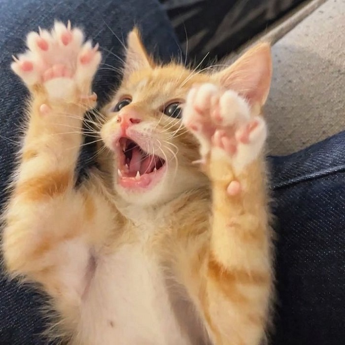 ảnh meme mèo cười cực hài