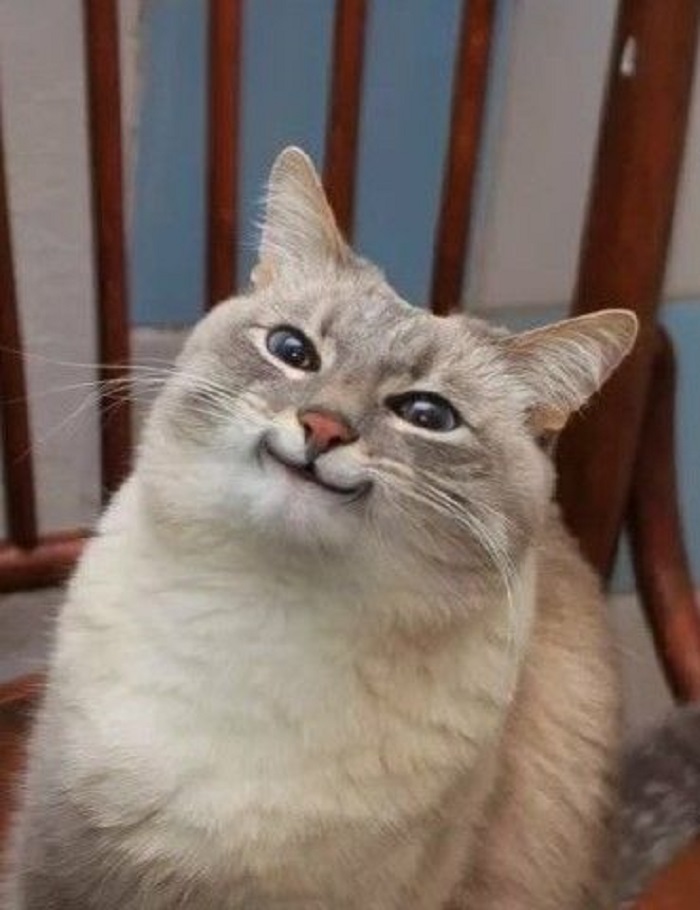 ảnh meme mèo cười cute nhất