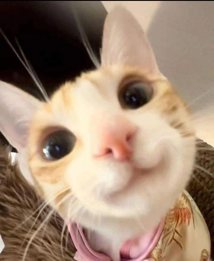 ảnh meme mèo cười cute